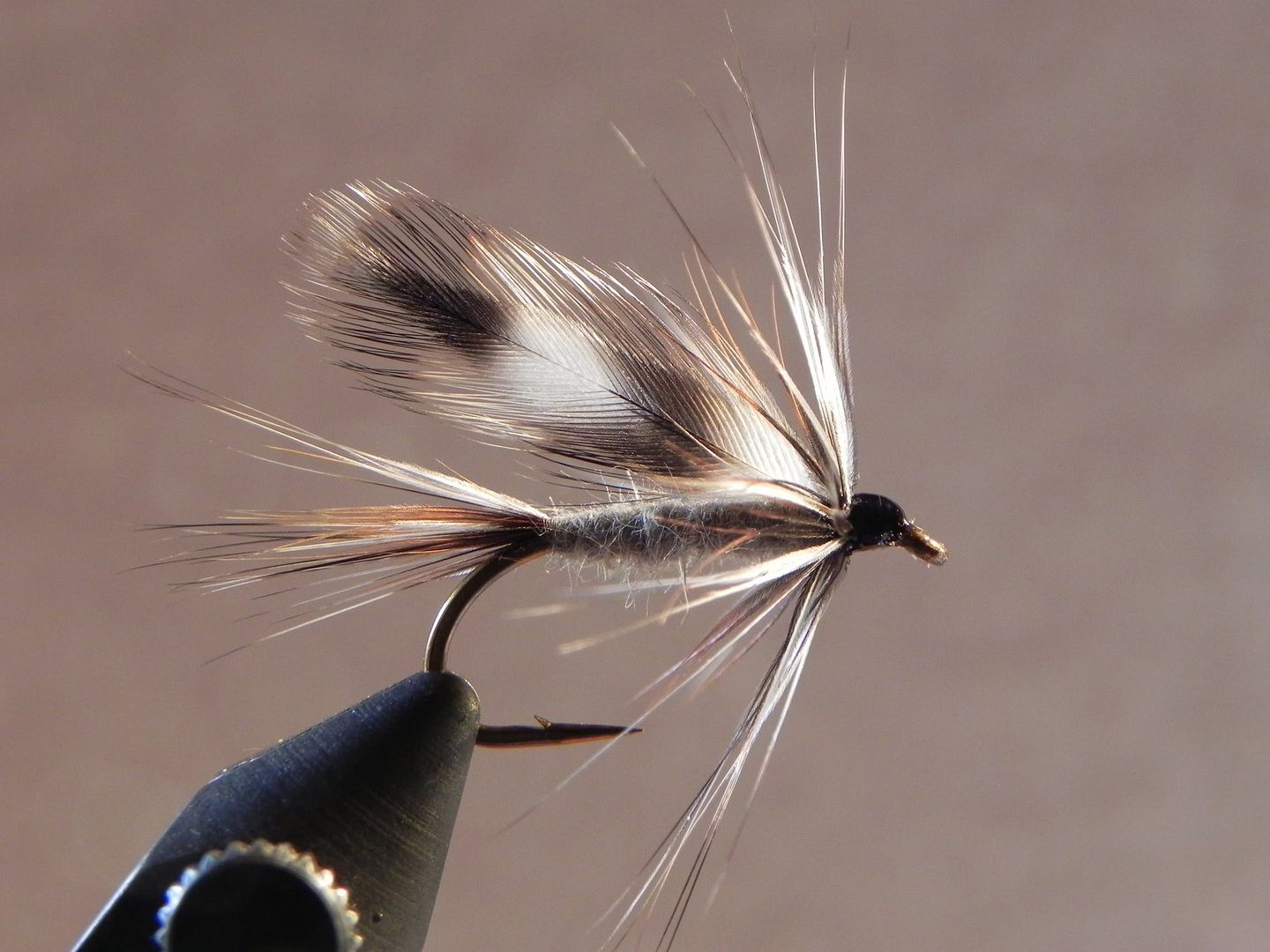 Adams Wet Fly Fly Tying Maine Fly Fish